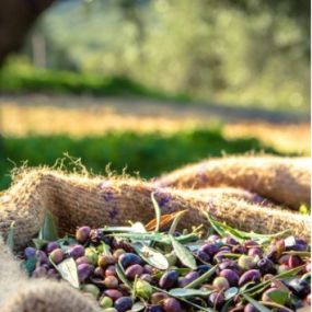 Bild von The Olive Orchard