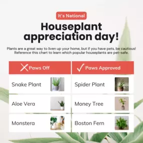 Decorating with pet-safe plants keeps your home vibrant and your pets healthy. ???????? For those moments when curiosity strikes, pet insurance can help ensure they’re well cared for. Contact us today to learn more about your pet's options!