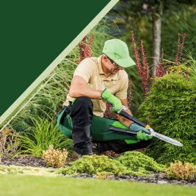 Man trims bushes with hedge clippers