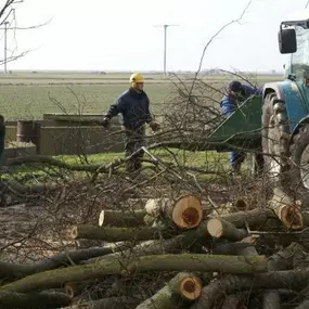 bomen snoeien