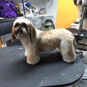 Bild von A Cut Above Pet Stylists