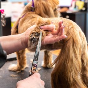 Bild von A Cut Above Pet Stylists