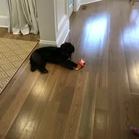 Made a new friend at work today. Hudson and his chewy!