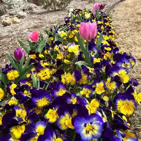 When you choose to partner with us for your annual flower installation needs, you can select from several different types of flowers