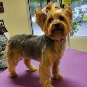 Bild von Pet's Paradise Grooming Salon and Spa