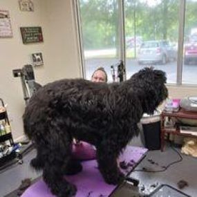 Bild von Pet's Paradise Grooming Salon and Spa