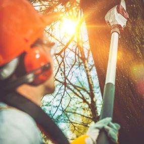 Bild von Star Tree Service