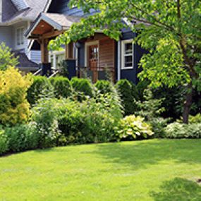 At Northern Virginia Tree Experts. We get to the root of your trees’ insect problem and are able to provide a lasting solution that not only gets rid of those pesky pests, but also ensures the livelihood of your trees.