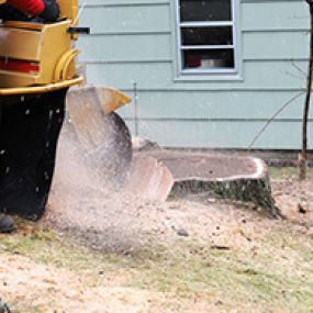 at Northern Virginia Tree Experts is able to successfully grind your stumps away and give you a safer yard. Stump grinding is priced separately and performed within one to two weeks following tree removal. Surface roots are typically an additional cost, so be sure to ask the estimator if you would like to have the surface roots removed!