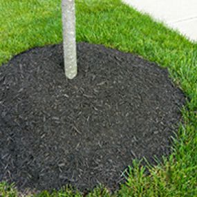 At Northern Virginia Tree Experts, we only employ Certified Arborists that have a wealth of tree knowledge, preventing trees from being planted in the wrong areas of your yard or in the wrong material. When you select us as your tree installation contractor, we match your yard with the ideal trees that will thrive for years to come! Instead of risking your money (and time) on planting a tree yourself, trust the experts with over 41 years of tree expertise.