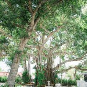 Bild von The Tree House Fort Myers