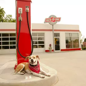 Exterior view of Digital Strike- Targeted Marketing office building with dog