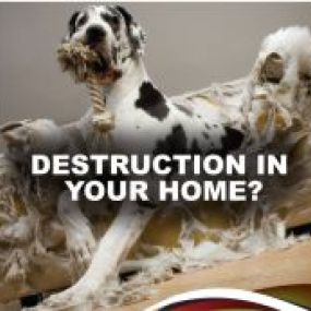 Destruction in your home?