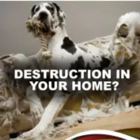 Destruction in your home?