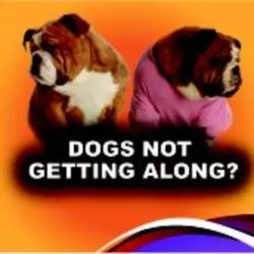 Dogs not getting along?