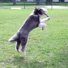 Dogs learning tricks