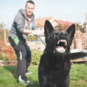 dog bite