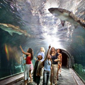 Bild von Adventure Aquarium