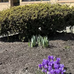 Spring!