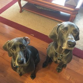 Blue and Max dog.  Always full of weim mayhem.