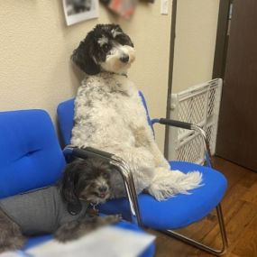 When you visit our Allstate agency, you might be welcomed by our two lovely pet mascots – Scarlet and Samson. Ask and see if you can see them, or offer them a treat.