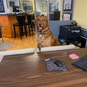 Boone at the office