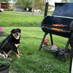 One of our favorite pets, Dewie, enjoying a BBQ this summer!