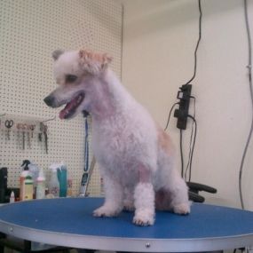 Dog Grooming and Wash