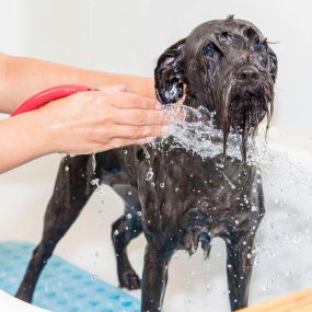 Dog Wash