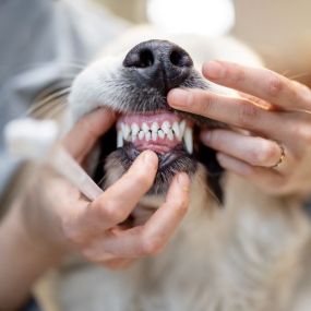 The mouth is more than a gateway to nourishment; it’s a vital indicator of your pet’s overall health and wellbeing. At Heritage Animal Hospital, we provide a comprehensive approach to oral care. We offer routine cleaning, dental exams, tooth extractions, and so much more. If you’re looking for top-notch care for your pet, you’ve come to the right place! Contact us today so we can meet your pet’s dental care needs.