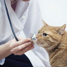 As part of the Heritage Animal Hospital health screenings, we may also offer and recommend a Veterinary Therapeutic diet based on your pets condition. Our diets are designed to treat and manage your pets condition to help it live a long and happy life.