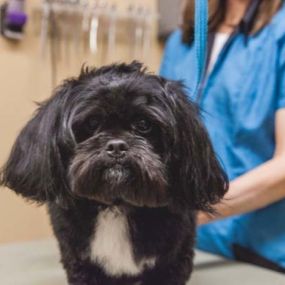 With 30 years of combined experience, Heritage Animal Hospital pet groomers are experts in dealing with different dog breeds and styles. Stop by and get your pet a haircut today!