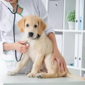 Here at Heritage Animal Hospital, we are firm believers that every pet deserves the best care and attention. We customize care for each and every patient’s needs and client requests using up-to-date best practices. This is why we offer a wide variety of services to keep your pet happy, healthy, and cared for