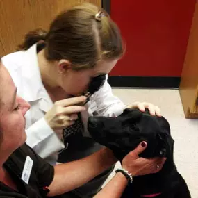 Regular health screenings are essential in disease prevention. At Heritage Animal Hospital, our facility features an in-house laboratory giving us the ability to perform many different tests such as Complete Blood Count tests, Heartworm tests, and Fine Needle Aspirates tests. Visit us for a checkup today!