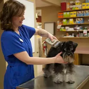 Everyone just needs a spa day once in a while, and our pets are no exception. Our professional groomers are experts in trimming hair, skin care, and coat upkeeps helping our pets shine. Give Heritage Animal Hospital a call at 763-559-7387 to schedule a spa day for your pet today!