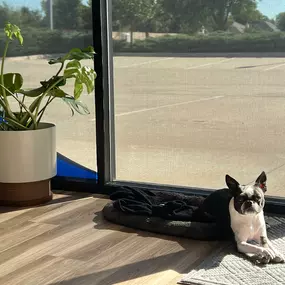 Our office mascot, Ellie, the Boston Terrier!