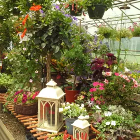 Bild von Mary's Greenhouse