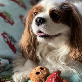 This is Finley, my 5-year-old King Charles Cavalier. He is often with me at the office for a couple hours and loves to cuddle.