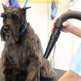 Grooming is an art form at Paws In Time