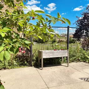 Our memory care garden is growing well and we cannot wait to enjoy the herbs and vegetables. These rainy days sure have helped them grow!