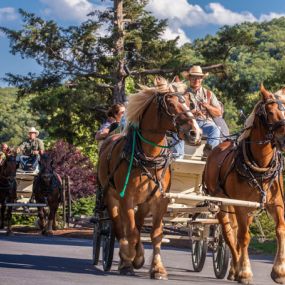 Bild von Big Cedar Lodge