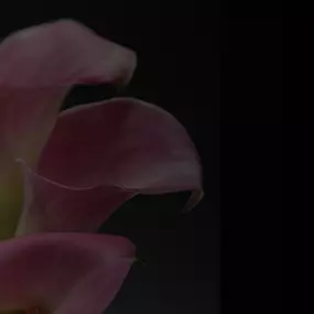 Bild von Ace Flower Shop