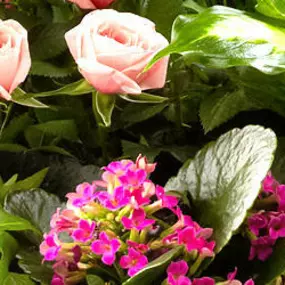 Bild von Ace Flower Shop