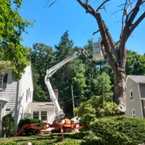 Bild von McNeely Tree Service, Inc.