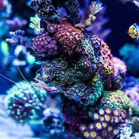 Bild von Under The Sea Aquarium Marketplace