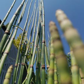 Bild von Living Garden | Landschafts- & Gartenbau Hambrücken