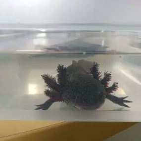 axolotl 