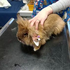 Bild von Aurum Vet s.r.o. -  veterinární klinika