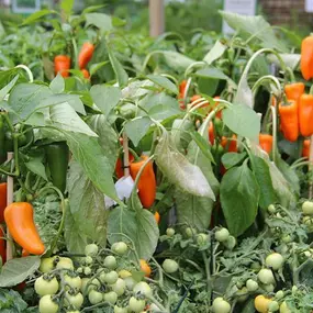 alles voor de moestuin