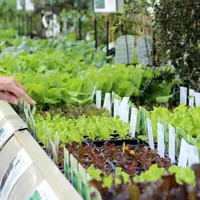 alles voor de moestuin